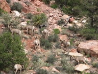 Bighorn Sheep